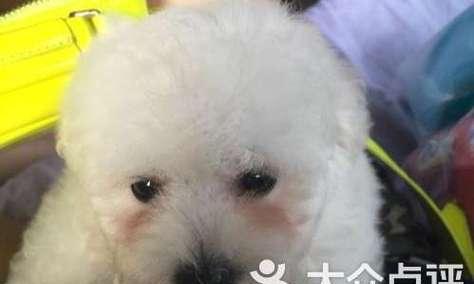 小比熊偶尔咳嗽的原因及治疗方法（以小比熊偶尔咳嗽的药物治疗为主）