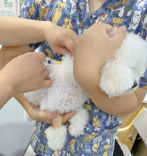 狗狗疫苗保健知识（全面了解狗狗的疫苗接种和保健措施）
