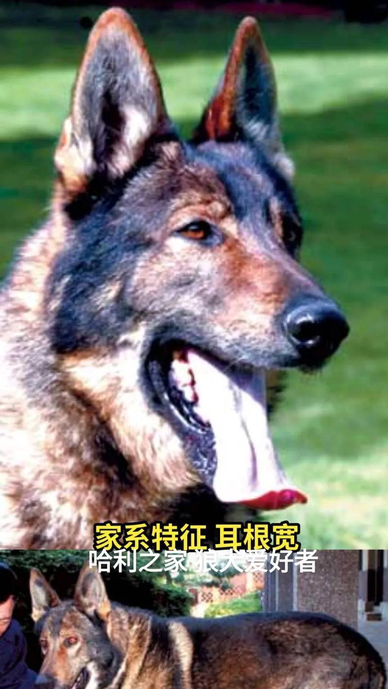 中国某犬种无人养？（探究中国特定犬种在家养中的现状）