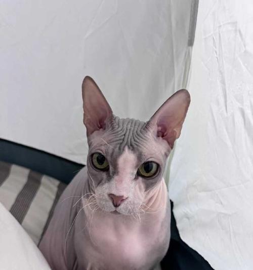 揭秘以斯芬克斯猫（探索以斯芬克斯猫的独特之处及其市场价值）