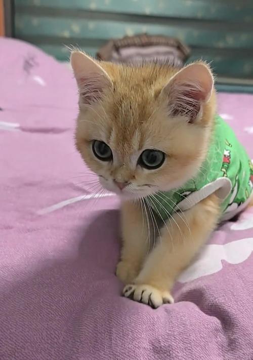 母猫为什么不会踩奶？（探究母猫不踩奶的原因及相关行为特点）