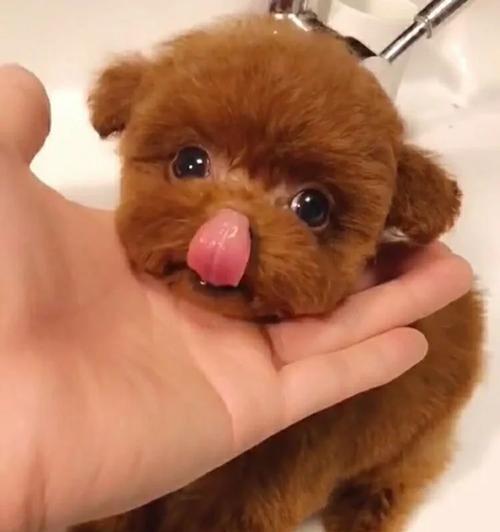泰迪犬的生长阶段及其长高时间（探索泰迪犬长高的秘密，了解其生理发育特点与时机）