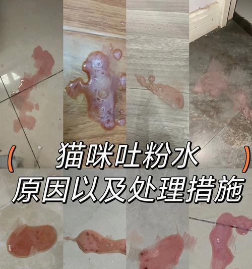 小猫呕吐的原因及处理方法（了解小猫呕吐的常见原因和有效处理方法）