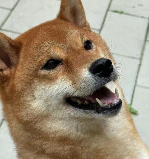 柴犬的饮食需求与合理搭配（深入了解柴犬饮食，让它们健康快乐）