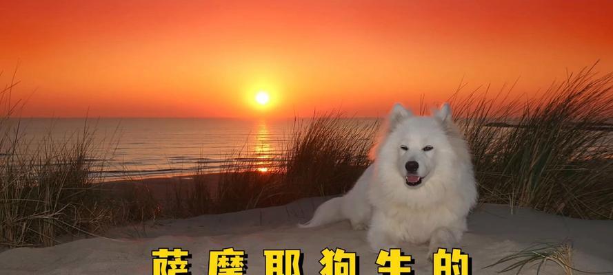以萨摩耶犬的繁殖生产时间及其特点（探究以萨摩耶犬的生产季节和繁殖特征）