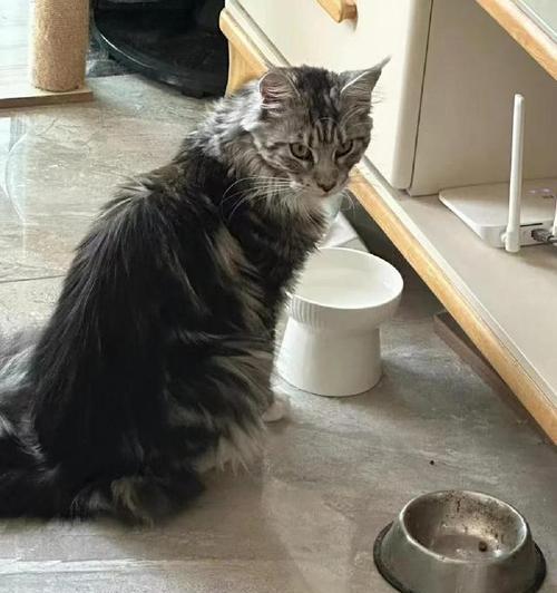 猫吃到异物（保护你的猫不吃异物的关键）
