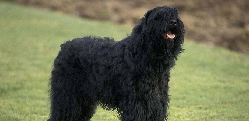 黑色犬种图鉴及价格大揭秘（探寻黑色犬种的多样性和市场行情）