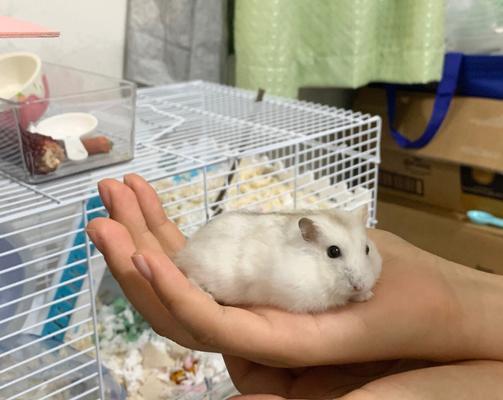 以布丁仓鼠喂什么比较好（科学饮食保证布丁仓鼠的健康）