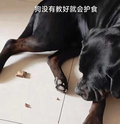 罗威纳配拉布拉多（两大优秀犬种的完美融合，打造绝佳伴侣犬）