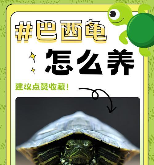 如何为巴西龟提供适宜的生活环境（建立巴西龟理想栖息地的重要因素和方法）