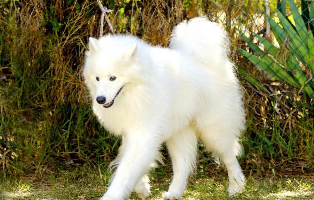 了解以萨姆犬（了解以萨姆犬的特点、性格及适应环境）