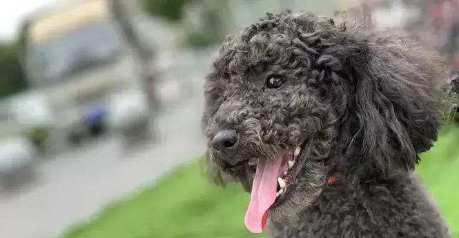 泰迪狗的多彩世界（探索泰迪狗的丰富毛色与特点）