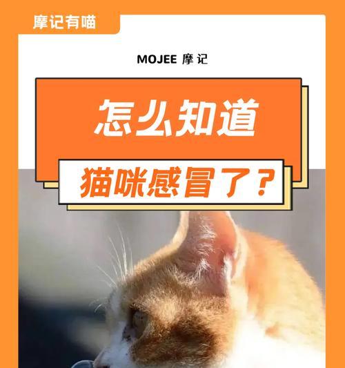 为什么猫鼻子会热？（探索猫咪鼻子热的原因及其意义）