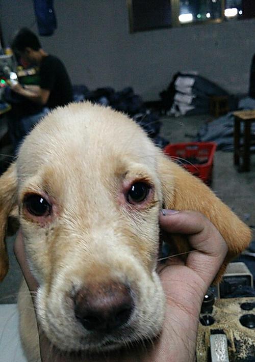 狗狗早上起床眼睛有眼屎的原因是什么？（探究狗狗早晨眼屎形成的原因与预防措施）