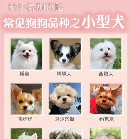 探究小型犬爱叫的原因（小型犬为何频繁发出吠叫声？解密犬类的口头表达习惯）