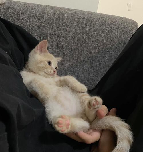 玳瑁色与英国短毛猫的完美搭配（典雅优雅的玳瑁色英国短毛猫饰演时尚宠物新宠儿）