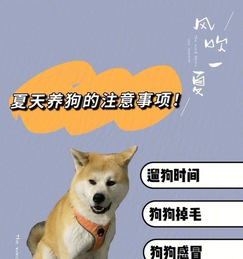 养一只没打针的狗要注意什么？（保护它的健康，让它快乐成长）