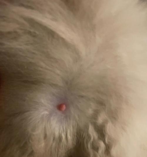 猫咪怀孕期间的保健指南（了解猫咪怀孕所需药物及其作用）