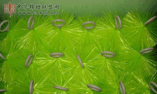 如何用适当的工具为锦鲤换水（提高锦鲤鱼健康的关键工具选择及使用技巧）