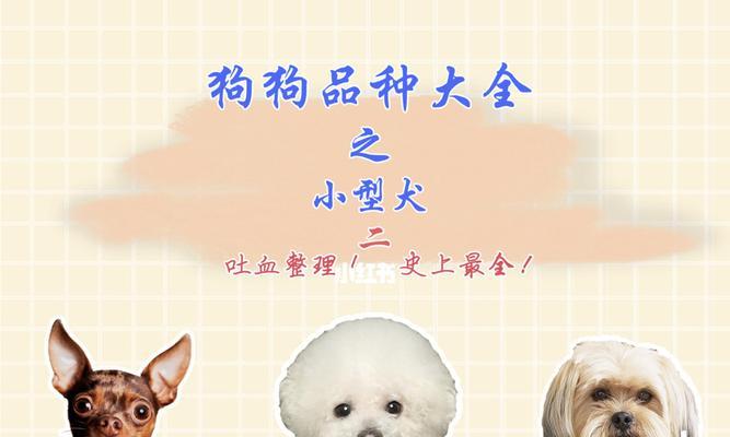 选择小型狗品种的最佳选择（探索适合家庭的小型狗品种，为你的生活增添快乐与陪伴）