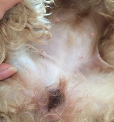 泰迪犬怀孕的预兆及饲养建议（了解泰迪犬怀孕前兆，为合理饲养做准备）