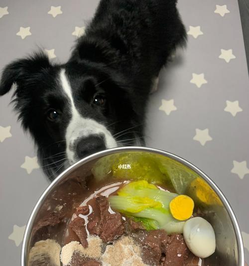 狗狗子宫手术后的饮食护理指南（照顾狗狗子宫手术后的饮食需注意些什么？）