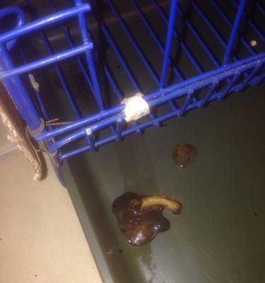 探究泰迪大便的正常样貌（了解泰迪大便的颜色、质地和形状等关键信息）