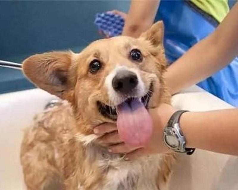 狗狗的最佳洗澡时间（科学护理你的爱犬，让它们健康快乐）