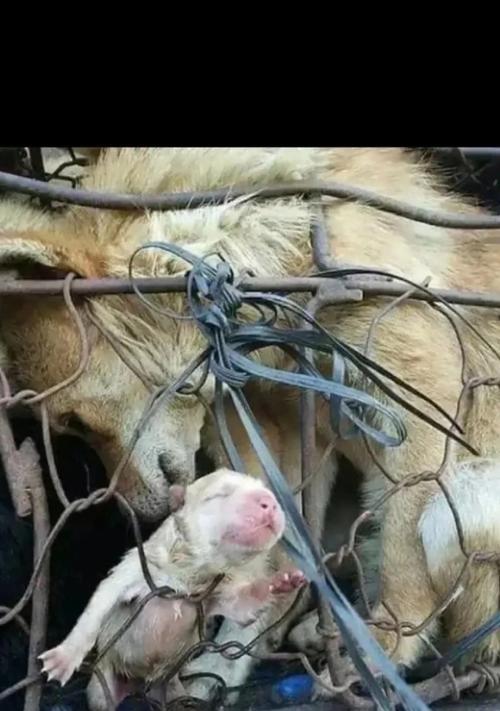 母犬为什么老叼着幼犬？（探索母犬保护幼犬的原因与机制）