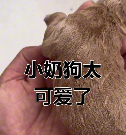 出生二十天的小泰迪的饮食需求（为健康成长，了解小泰迪的食物选择）