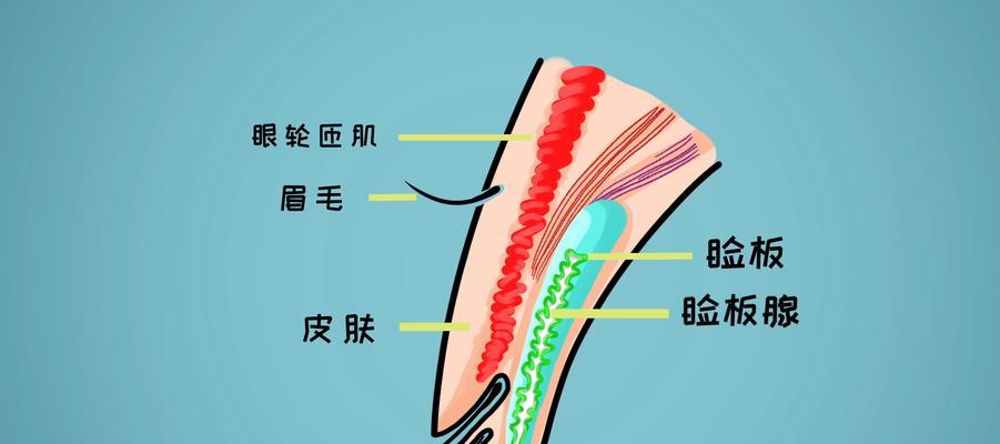 探究泰迪为何经常有眼屎的原因（解析泰迪眼屎问题的成因及解决方法）