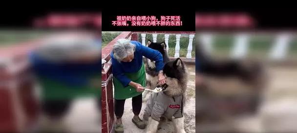 小狗没有奶，应该喂什么好？（解决小狗没有奶的喂养问题）