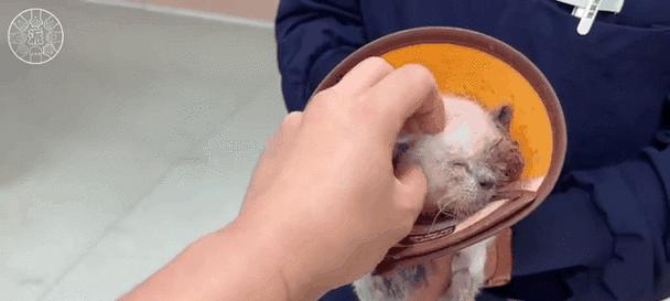 流浪猫为何频繁搬家？（探究流浪猫迁居原因及其对生态环境的影响）
