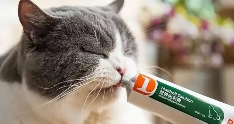 猫咪怀孕了该吃什么？（孕猫饮食指南，宝宝健康成长）