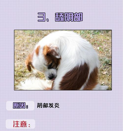 狗鼻子干呕的原因及治疗方法（了解狗鼻子干呕的主要原因，采取有效措施治疗）