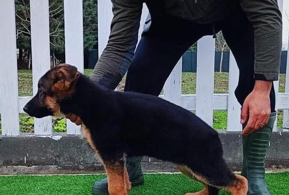 德国德牧犬舍的科学饲养之道（以合理营养为基础，满足德牧犬生长发育的需求）