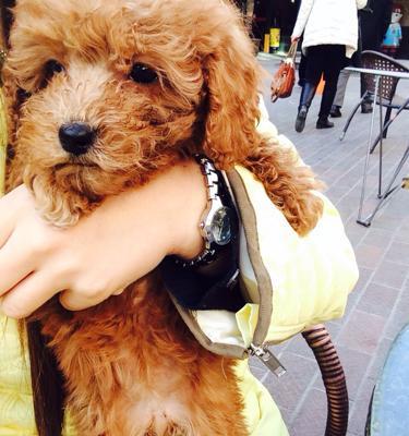 以像狗一直叫的病究竟是什么？（探寻导致持续犬吠的潜在疾病及治疗方法）