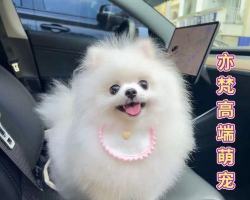 长不大的宠物狗——迷你狗的魅力（迷你狗）
