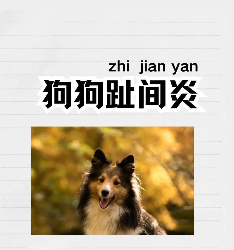 狗狗脚趾炎的原因及治疗方法剖析（了解为什么狗狗会患上脚趾炎，掌握有效的治疗方法）