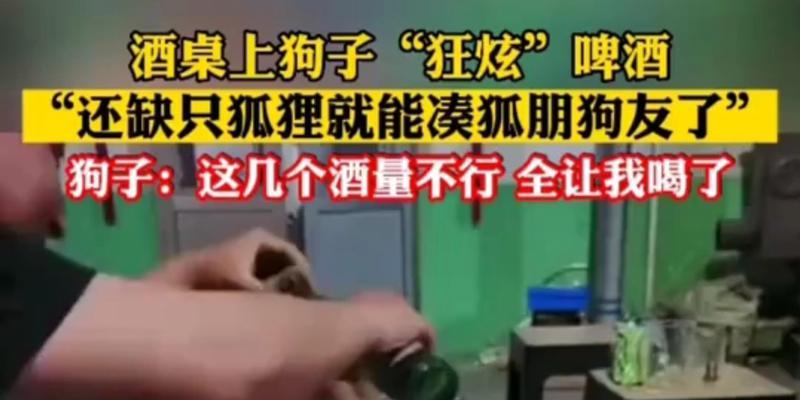 为什么狗狗爱喝啤酒？（探究狗狗对啤酒的喜爱现象及背后的原因）