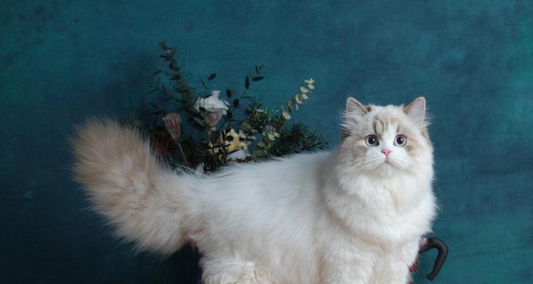 金吉拉毛色——美丽如黄金的猫咪（探秘金吉拉毛色的魅力与特点）