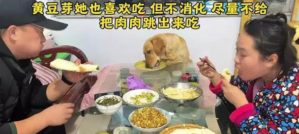 如何正确喂养小狗（营养均衡的饮食是狗狗健康的基石）