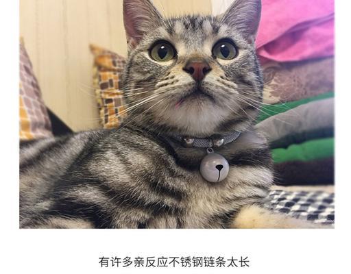 为什么猫狗身上不适合带铃铛？（探究铃铛对猫狗的影响及原因）