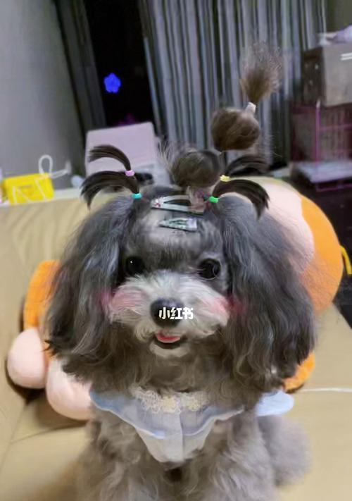 泰迪宝宝的时尚发型秘籍（从头到脚，教你为泰迪修出各种可爱造型！）