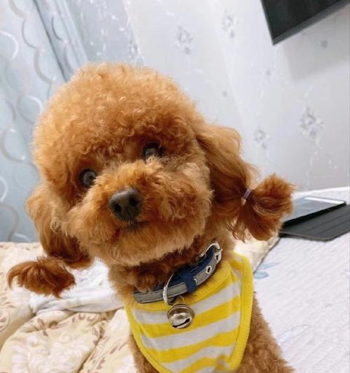 泰迪犬红鼻子之谜（探寻泰迪犬红鼻子的起源与意义）