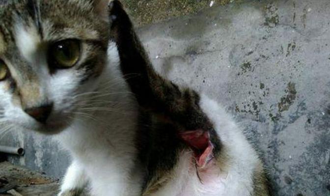 家中猫病离世的真相（探索猫咪疾病的成因和预防措施）