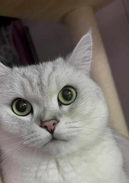 小猫保温的重要性（为小猫提供适宜的温暖环境，）