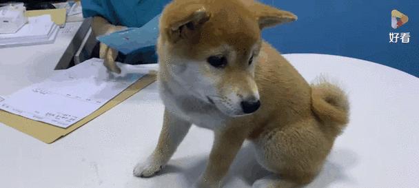 新生狗狗的免疫注射计划（了解新生狗狗的免疫需求和时间表）