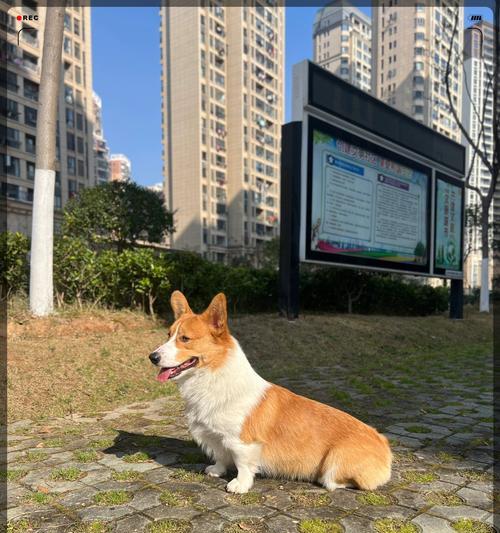 如何解决狗狗体味重的问题（选择合适的狗粮让你的狗狗体味焕然一新）