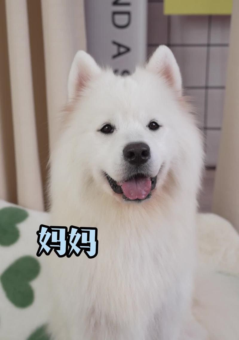 狗狗如何补充钙质？（以适当食物补钙，助力狗狗健康成长）